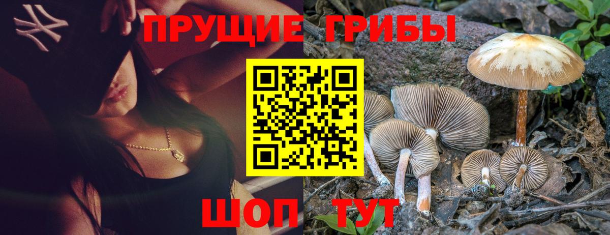 закладка  Псилоцибиновые грибы Magic Shrooms  Вход с VPN  Черняховск 